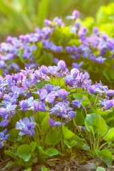 Fields of Violets