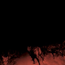 Shadow on Everything