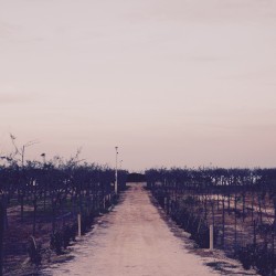 Chitarre di Montalbano