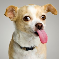 Tom’s Dog (asdfmovie5 theme)