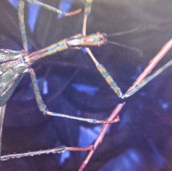 Pale Skin, Pale Face