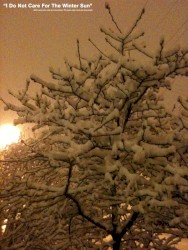 I Do Not Care for the Winter Sun