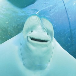 Give Masterpiece a Chance!