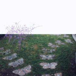 i look up, intertwined