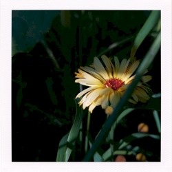 The Scent of Hope