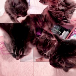 Freeroam 86 :: I, However, Do Not Want to Die in New Orleans, or Anywhere in Particular for That Matter