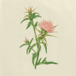 The Remnants of Star Thistle