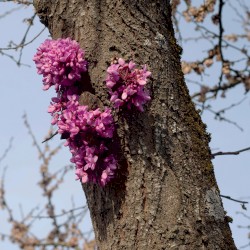 Meeting with a Judas Tree