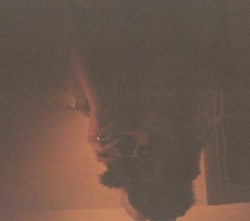 The Death of Speedy Ortiz