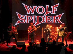 The Best of Wolf Spider