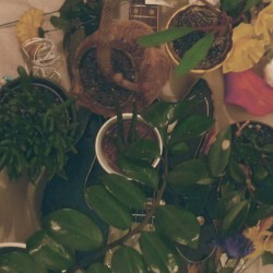Batio Triffids