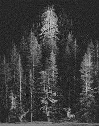 Discography