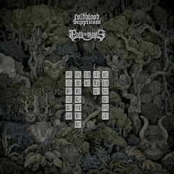 Sacred Silence of the Forest