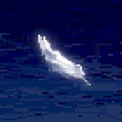 Feathers Falling in Slow Motion