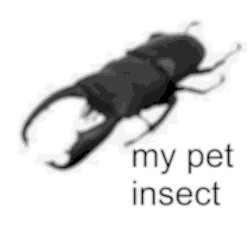 7. my pet insect