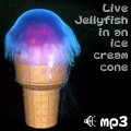 Live Jellyfish in an Ice Cream Cone