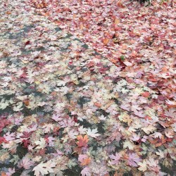 leaves on the ground