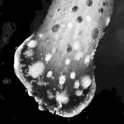 A pattern which connects