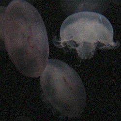 indeterminate dreams mix