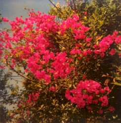 Songs of Forgiveness