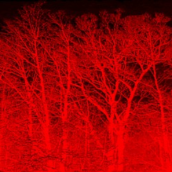 NIGHTFOREST (again)