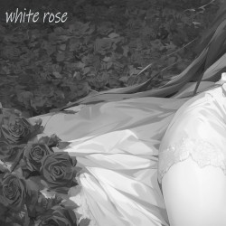 white rose