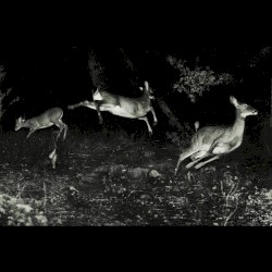 The trees were buzzing, and the grass.