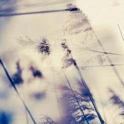 Battery Park, Diagonally...