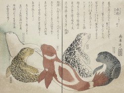 Shirohada