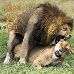 Let's Stay Home Tonight (acoustic demo)