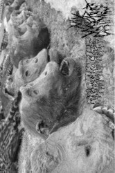 Agathocles / My War Crimes