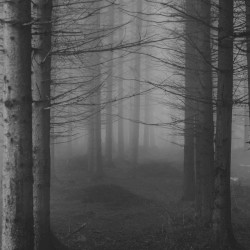 Playing Cowboys and Indians in the Woods