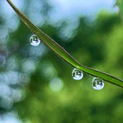 Morning Dew Light Source