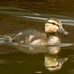 ＳＬＵＳＨＷＡＶＥ ２０２５