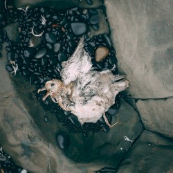 Survival/Sickness + Friends