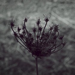 Spira