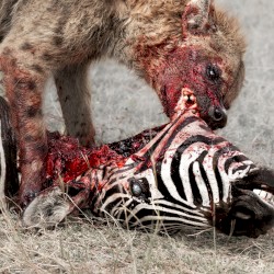 Predation Perfected