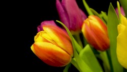 Van der Valk: Love in Amsterdam