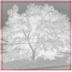 c.whitescale