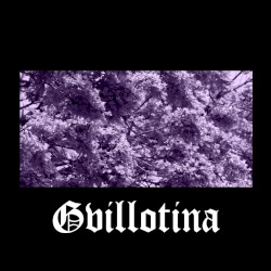 Jacaranda Mimosifolia