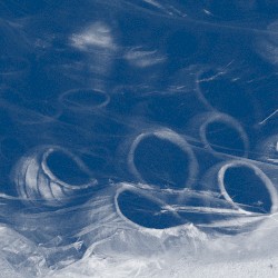 The Shell That Speaks the Sea