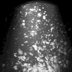 韮豚屋真儀助の修行