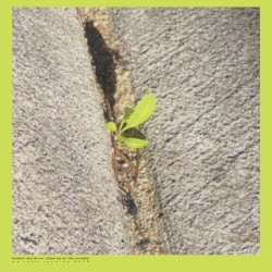 Close-up On The Outside