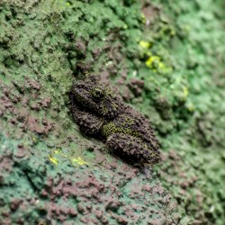 Theloderma corticale