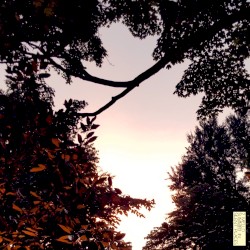 Summer in Silent Places