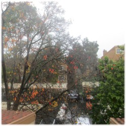 11:00AM Rain