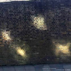 A Duck in a Tree #441, “Presentations of the Secret Teaching”