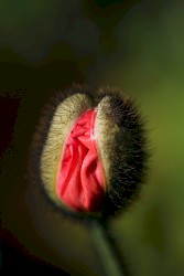 I Wish I Were an Unidentified Flying Object