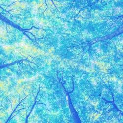 the forest