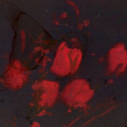 Dry Flower